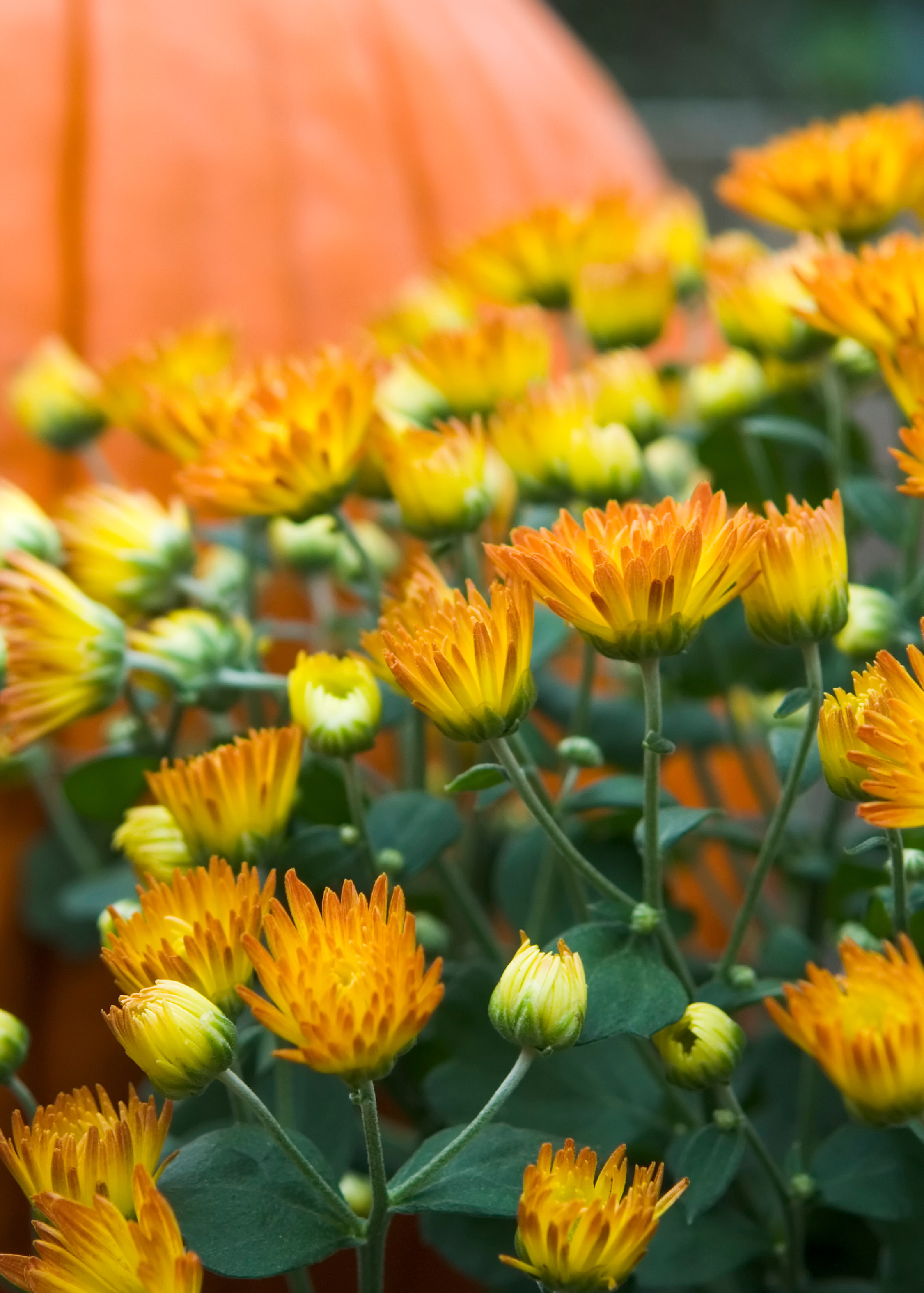 Colorful flowers with a pumpkin in the background
