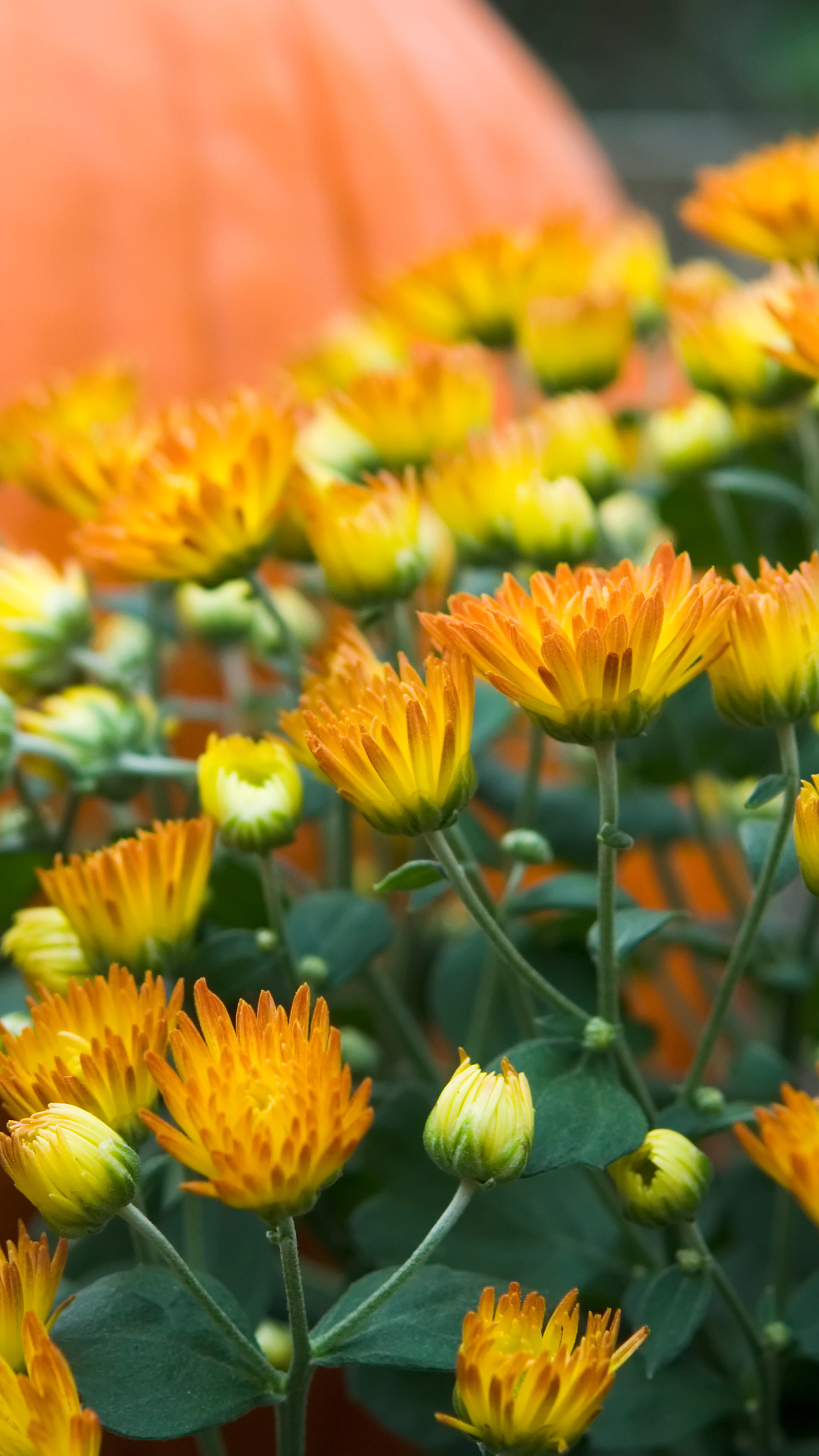 Colorful flowers with a pumpkin in the background