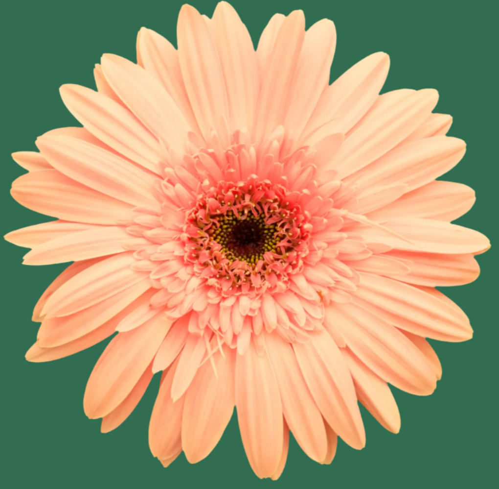 Peach Gerber Daisy Blossom