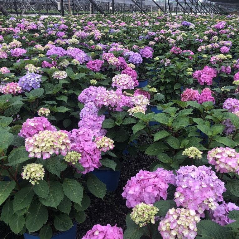 Endless Summer® Bloomstruck® Hydrangea – Schmitts Family Farm