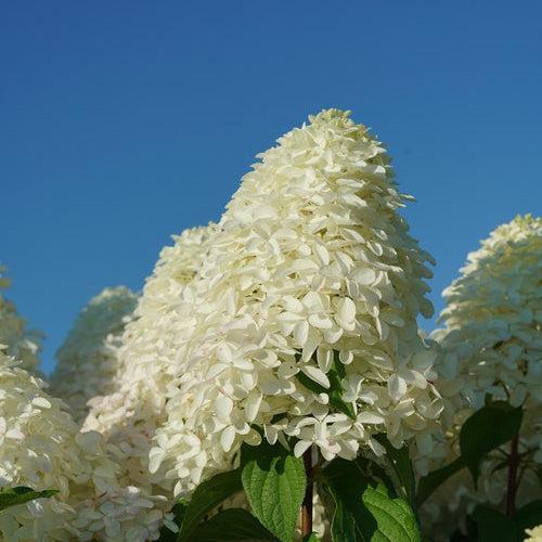 Hydrangea paniculata 'SMNHPM'  - Quick Fire Fab® Hydrangea