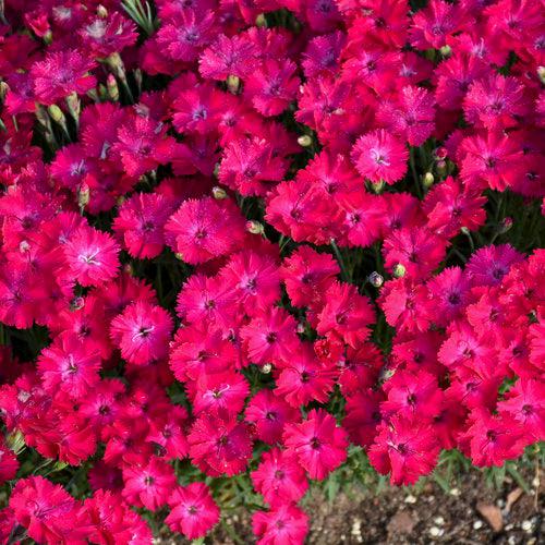 Dianthus 'Paint the Town Red'  - Paint the Town Red Dianthus