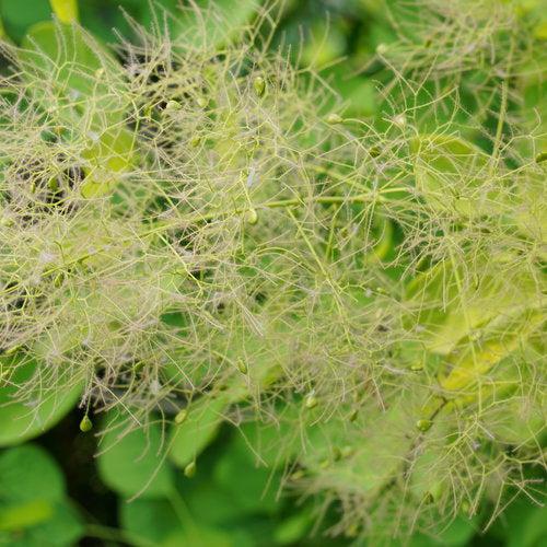 Cotinus coggygria 'MINCOJAU3'  - Winecraft Gold® Smokebush
