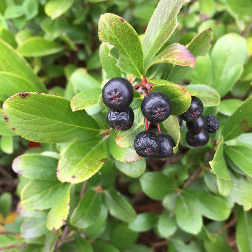 Aronia melanocarpa 'UCONNAM165'  - PW® Low Scape Mound® Aronia