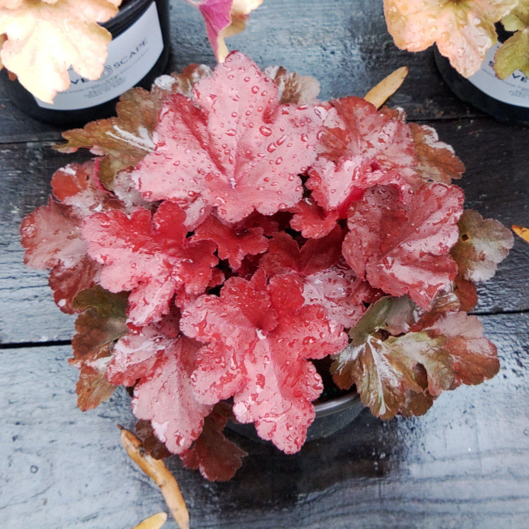 Heuchera x 'TNHEUFR'  - Forever® Red Heuchera, Coral Bells