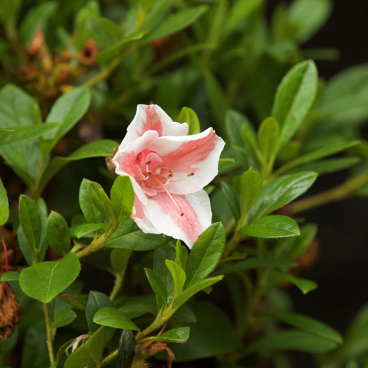 Rhododendron ‘Robleze’  - Encore® Autumn Starburst™ Azalea
