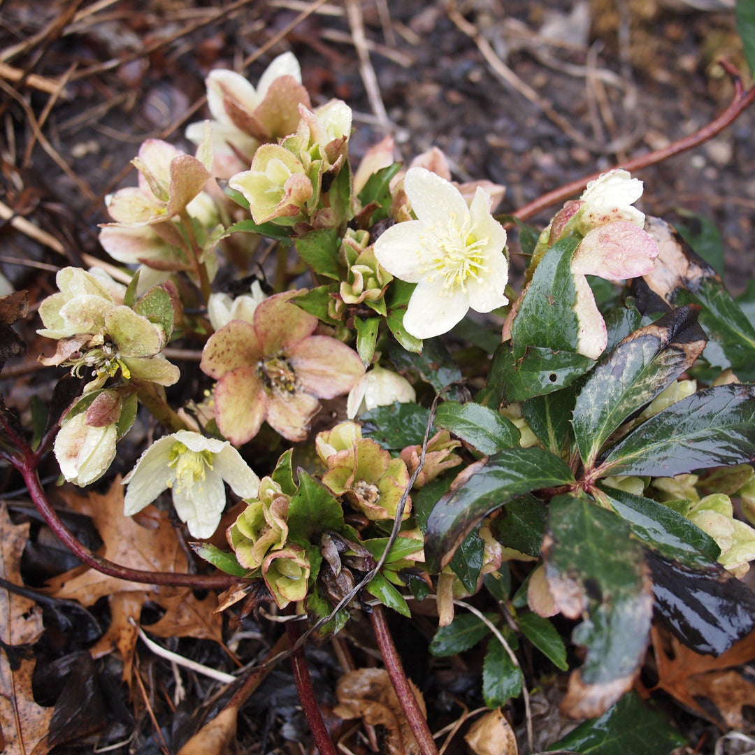 Helleborus x ericsmithii 'COSEH 730'  - HGC® Champion Lenten Rose