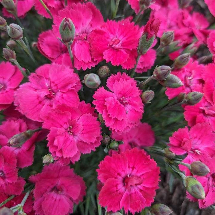 Dianthus gratianopolitanus ‘G19-159‘  - Glamour Time™ Dianthus