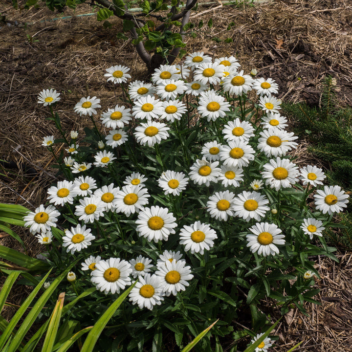 Leucanthemum x superbum 'Snowcap'  - Snowcap Shasta Daisy