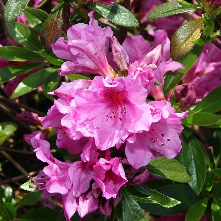 Rhododendron 'Karen'  - Karen Azalea