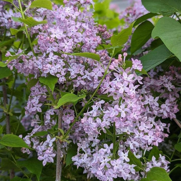 Syringa x hyacinthiflora 'SMNSHSO'  - Scentara® Pura Lilac