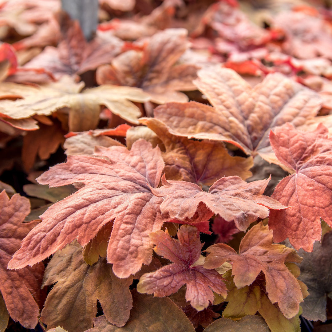 Heucherella 'Sweet Tea'  - Sweet Tea Foamy Bells