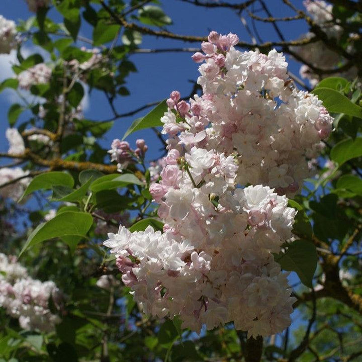 Syringa vulgaris 'Krasavitsa Moskvy'  - Beauty Of Moscow Lilac
