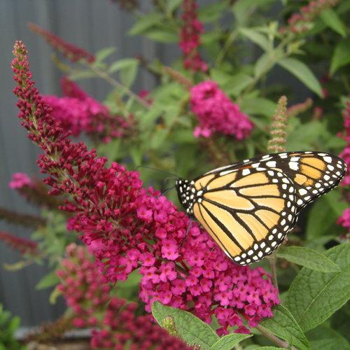 Buddleia 'Miss Molly'  - Miss Molly Butterfly Bush