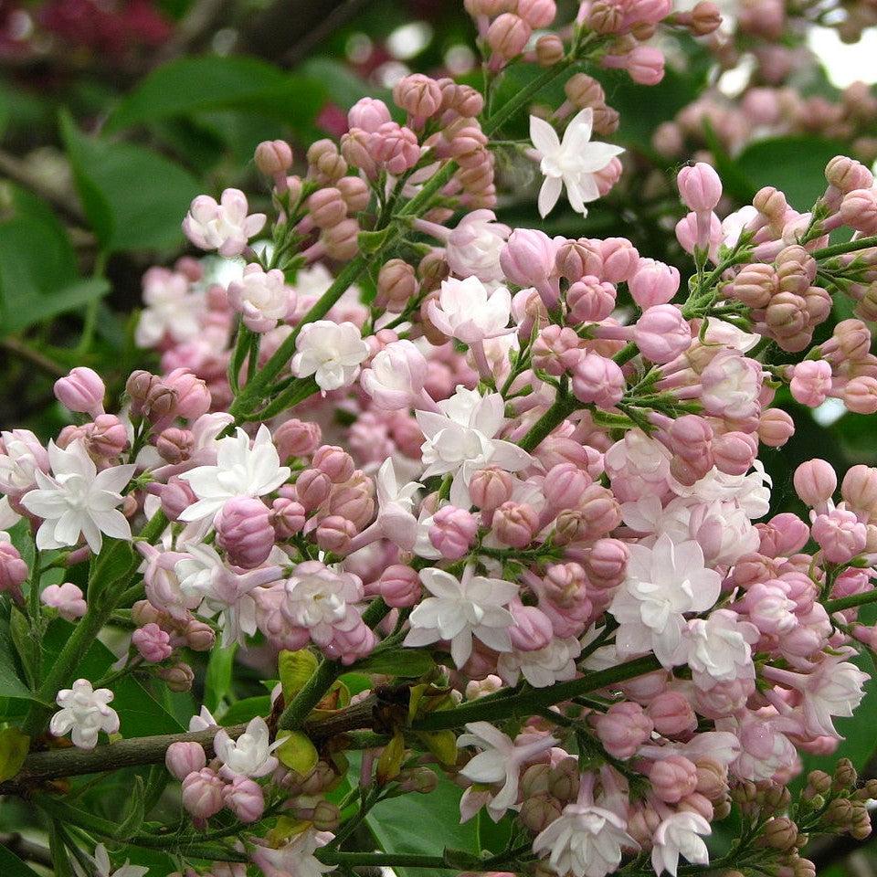 Syringa vulgaris 'Krasavitsa Moskvy'  - Beauty Of Moscow Lilac