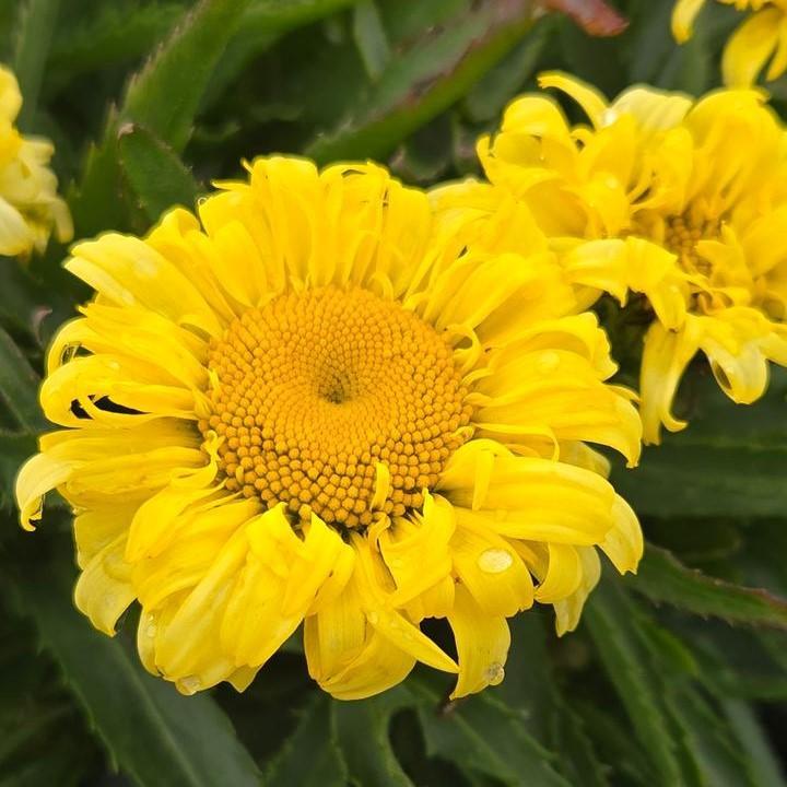 Leucanthemum x superbum 'Goldfinch'  - Goldfinch Shasta Daisy