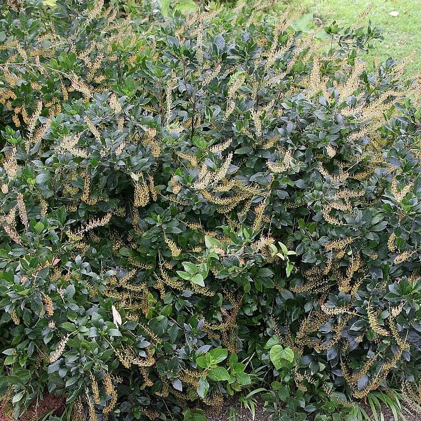 Clethra alnifolia 'Hummingbird'  - Hummingbird Summersweet