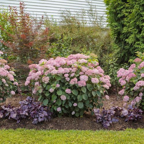 Hydrangea arborescens 'NCHA2'  - Invincibelle® Spirit II Hydrangea