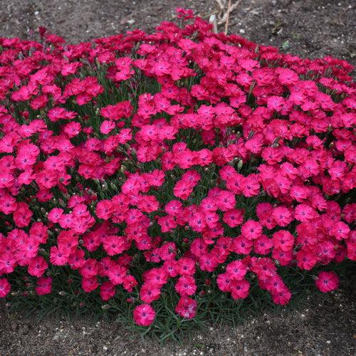 Dianthus 'Paint the Town Red'  - Paint the Town Red Dianthus