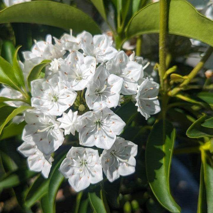 Kalmia latifolia 'Snowdrift'  - Snowdrift Mountain Laurel