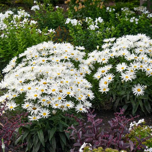 Leucanthemum superbum ’Spun Silk’  - Amazing Daisies® Spun Silk Shasta Daisy