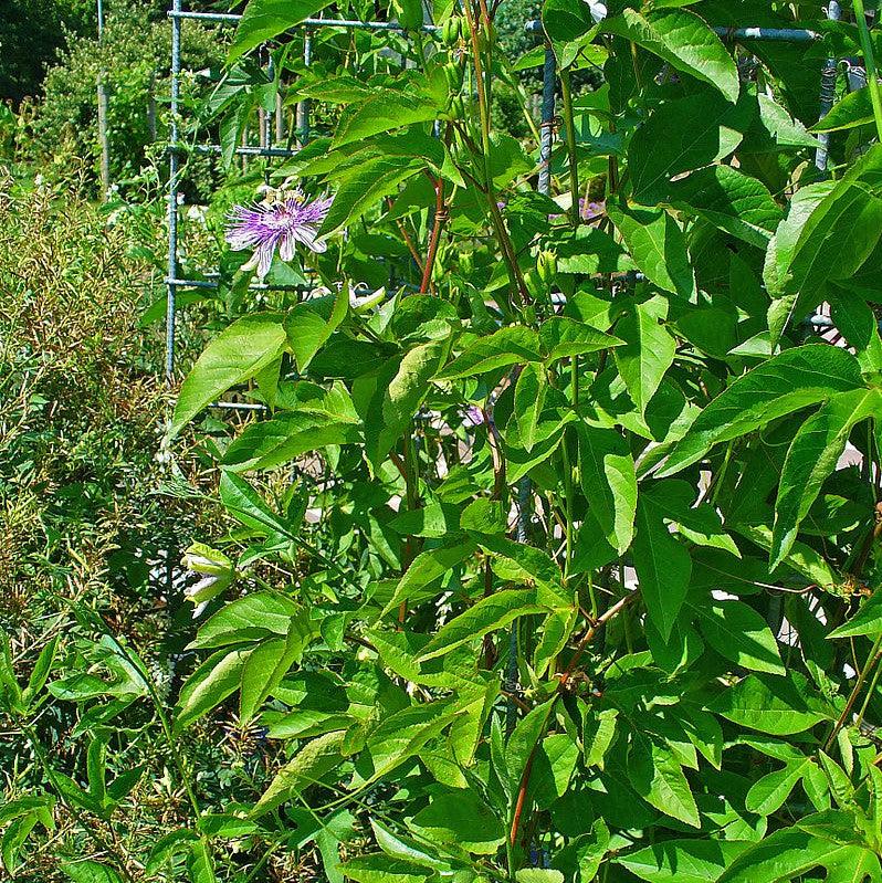 Passiflora incarnata  - Passion Flower, Maypop