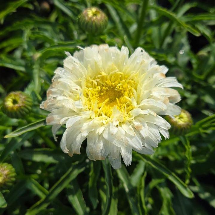 Leucanthemum superbum ’Marshmallow’  - PW® Amazing Daisies® Marshmallow Shasta Daisy