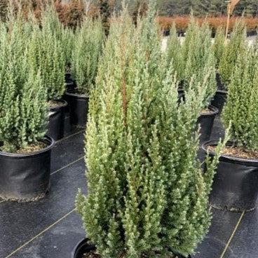 Juniperus chinensis 'Blue Point'  - Blue Point Juniper
