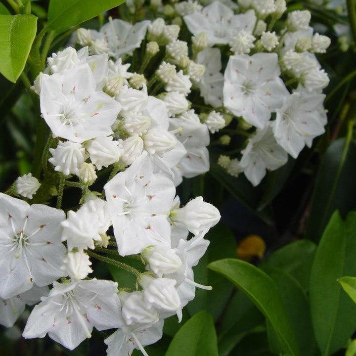 Kalmia latifolia 'Snowdrift'  - Snowdrift Mountain Laurel