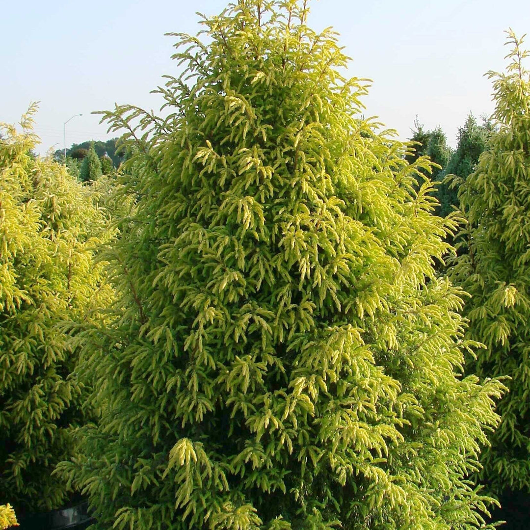 Juniperus communis 'Gold Cone'  - Gold Cone Juniper