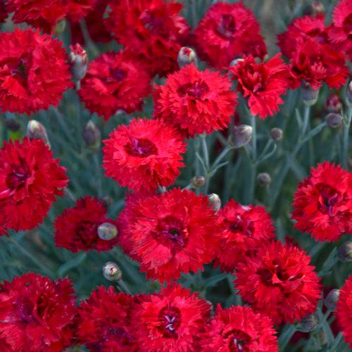 Dianthus 'Maraschino'  - Fruit Punch® Maraschino Dianthus