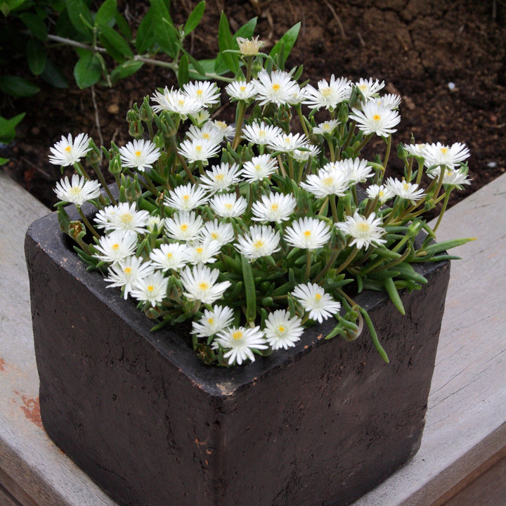Delosperma cooperi 'Jewel of Desert Moonstone'  - Jewel of Desert® Moonstone Ice Plant