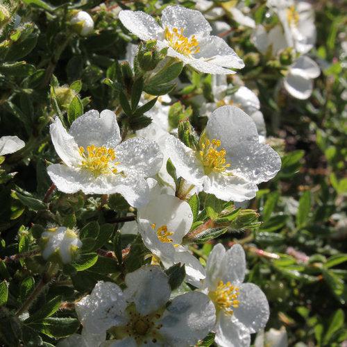 Happy Face® White Potentilla