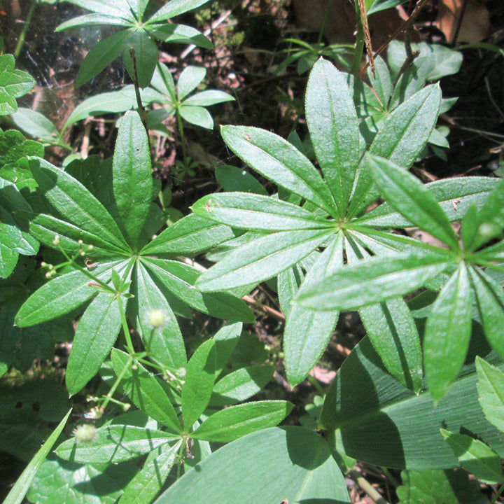 Sweet Woodruff