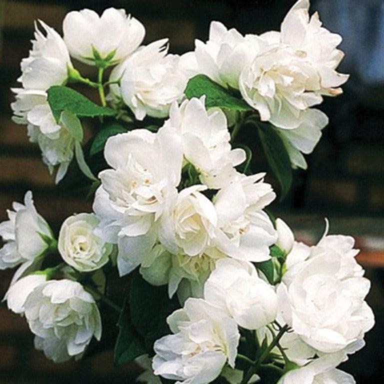 Philadelphus 'Snow White Fantasy'  - First Editions® Snow White™ Mockorange