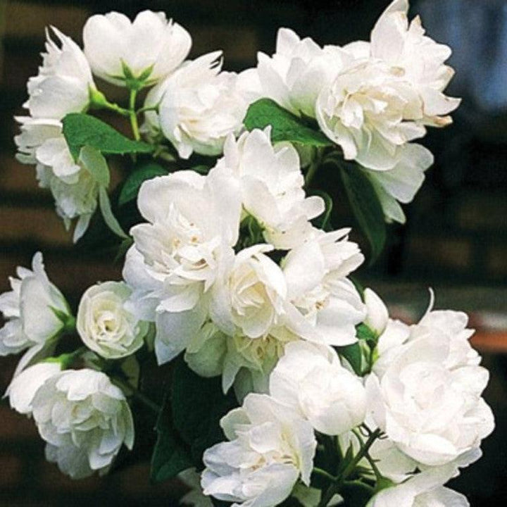 Philadelphus 'Snow White Fantasy'  - First Editions® Snow White™ Mockorange