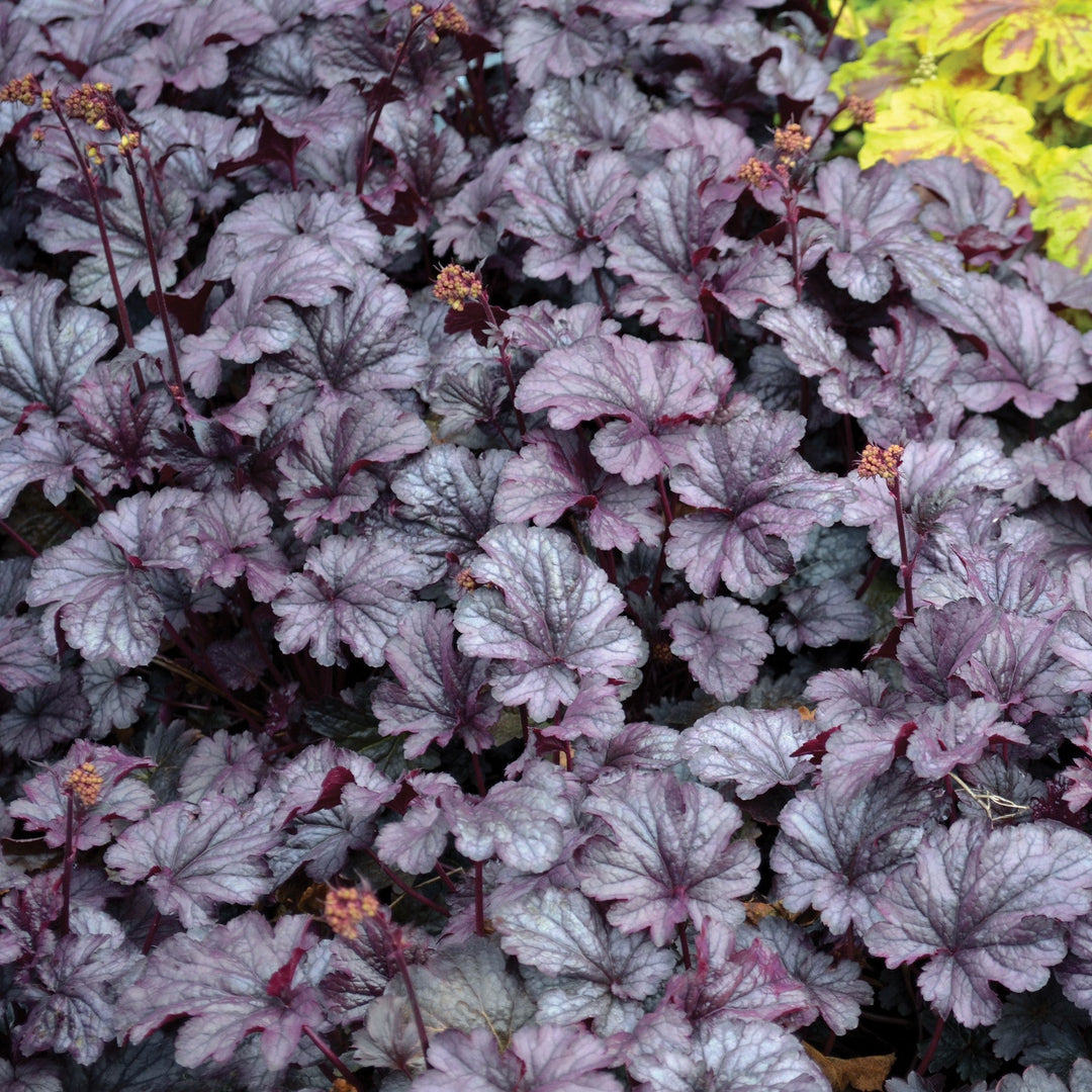 Heuchera x 'Shanghai'  - CITY™ Shanghai Heuchera