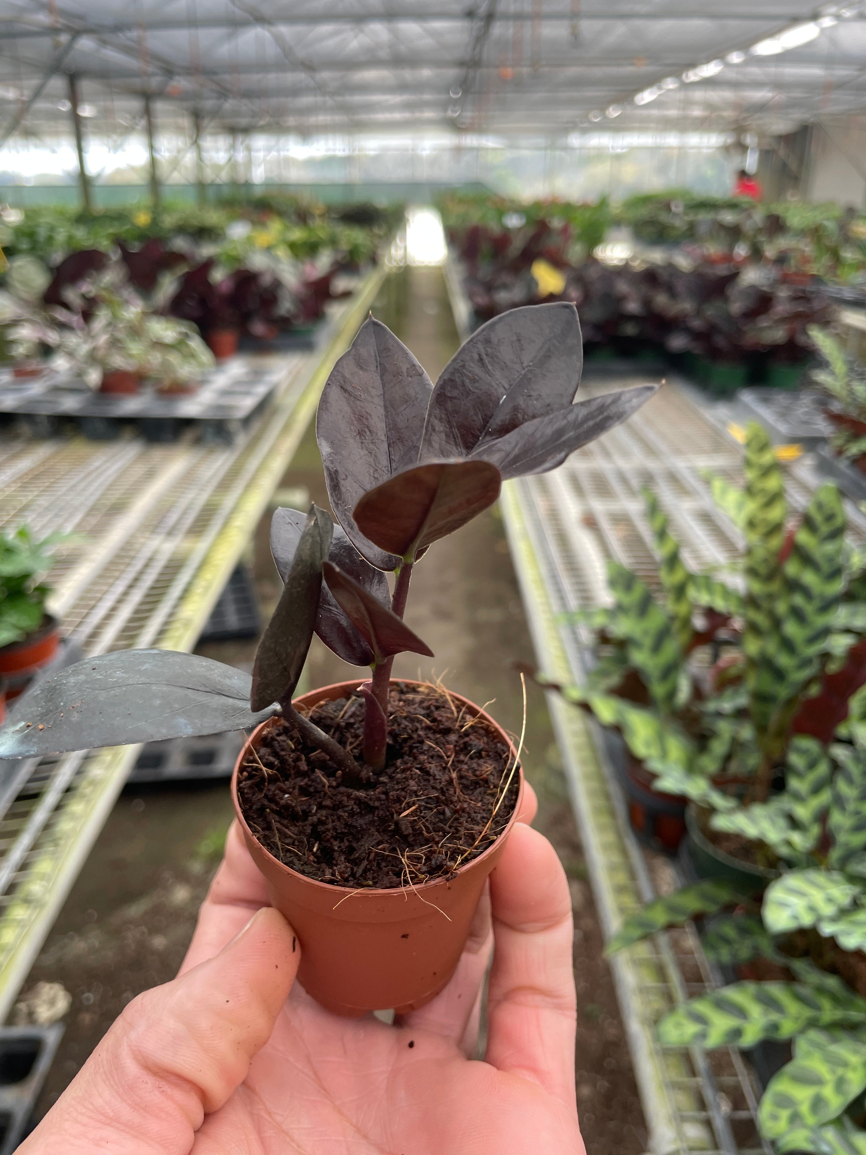 ZZ Zamioculcas 'Black Queen' – Schmitts Family Farm