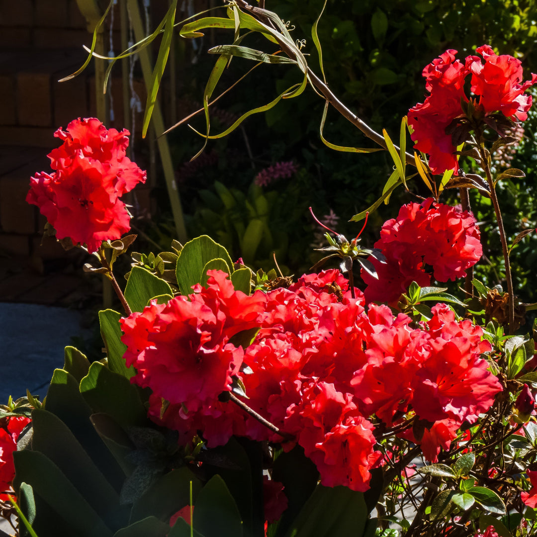 Rhododendron 'RLH2-2PA1S’  - Bloomin' Easy® Ever After™ Ruby Azalea