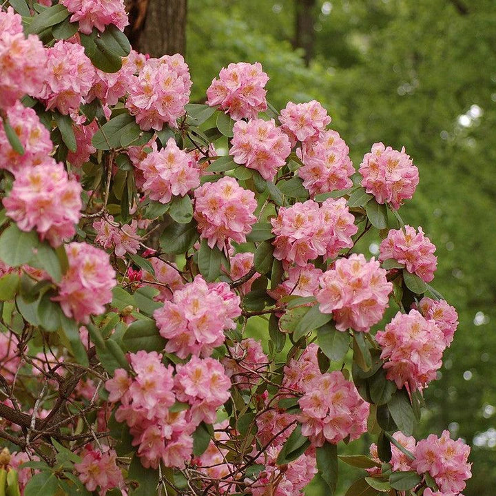 Rhododendron 'Scintillation'  - Scintillation Rhododendron