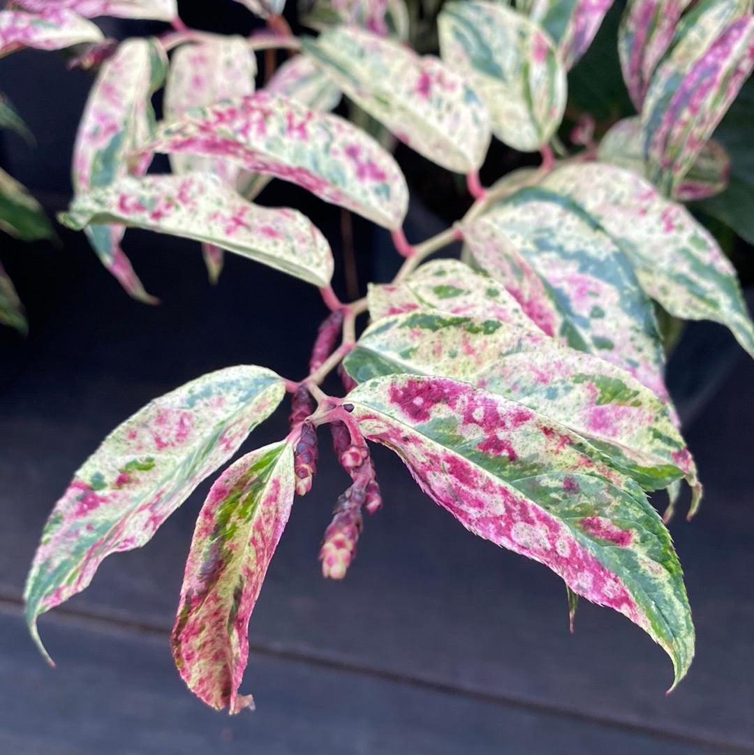 Leucothoe fontanesiana 'Rainbow'  - Rainbow Drooping Leucothoe