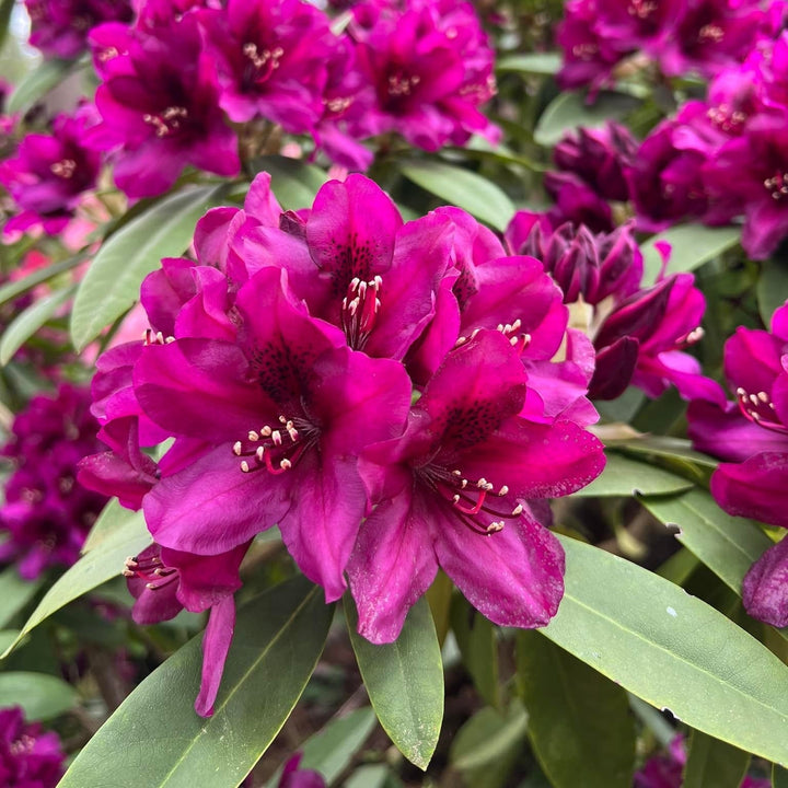 Rhododendron 'Polarnacht'  - Polarnacht Rhododendron