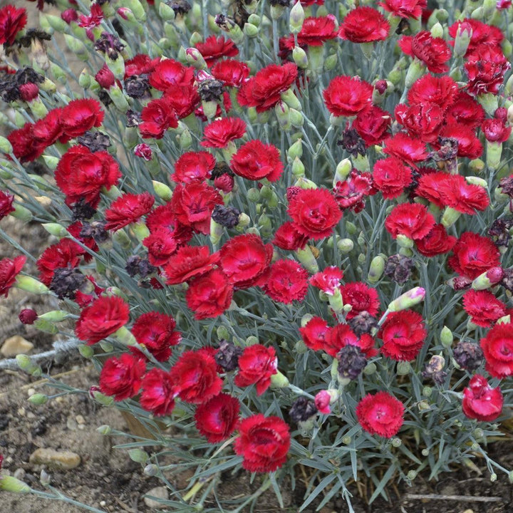Dianthus 'Electric Red'  - Pretty Poppers™ Electric Red Dianthus