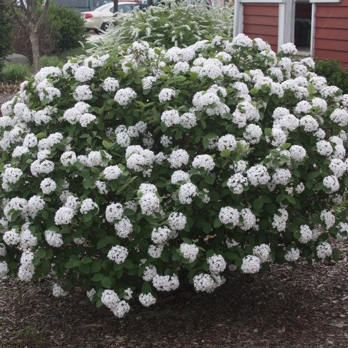 Viburnum carlesii ‘Select A’  - Spice Island™ Korean Spice Viburnum