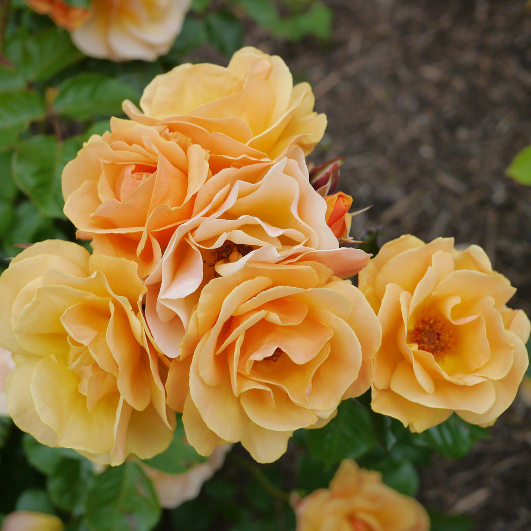 Rosa x 'NOA97400A'  - Flower Carpet® Amber Rose