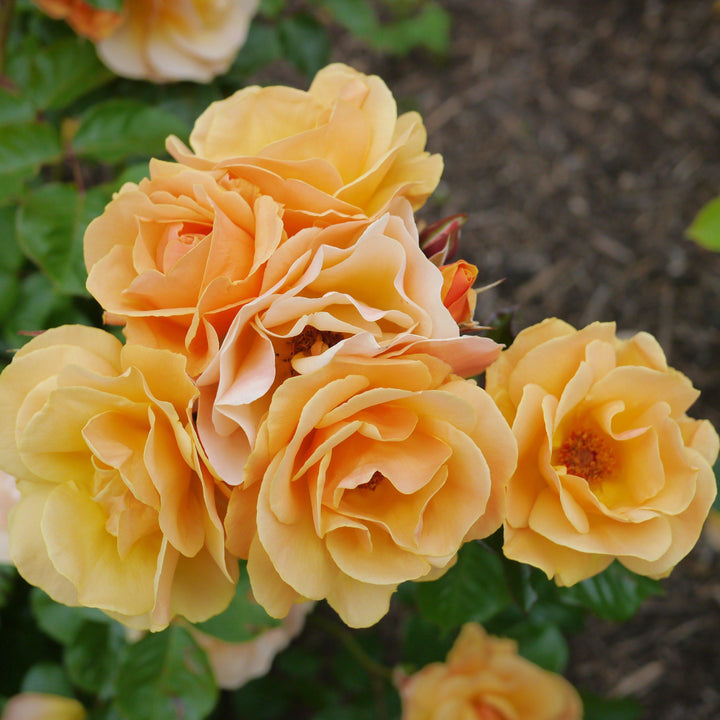Rosa x 'NOA97400A'  - Flower Carpet® Amber Rose