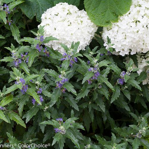 Caryopteris x clandonensis 'CT-9-12'  - Beyond Midnight® Bluebeard