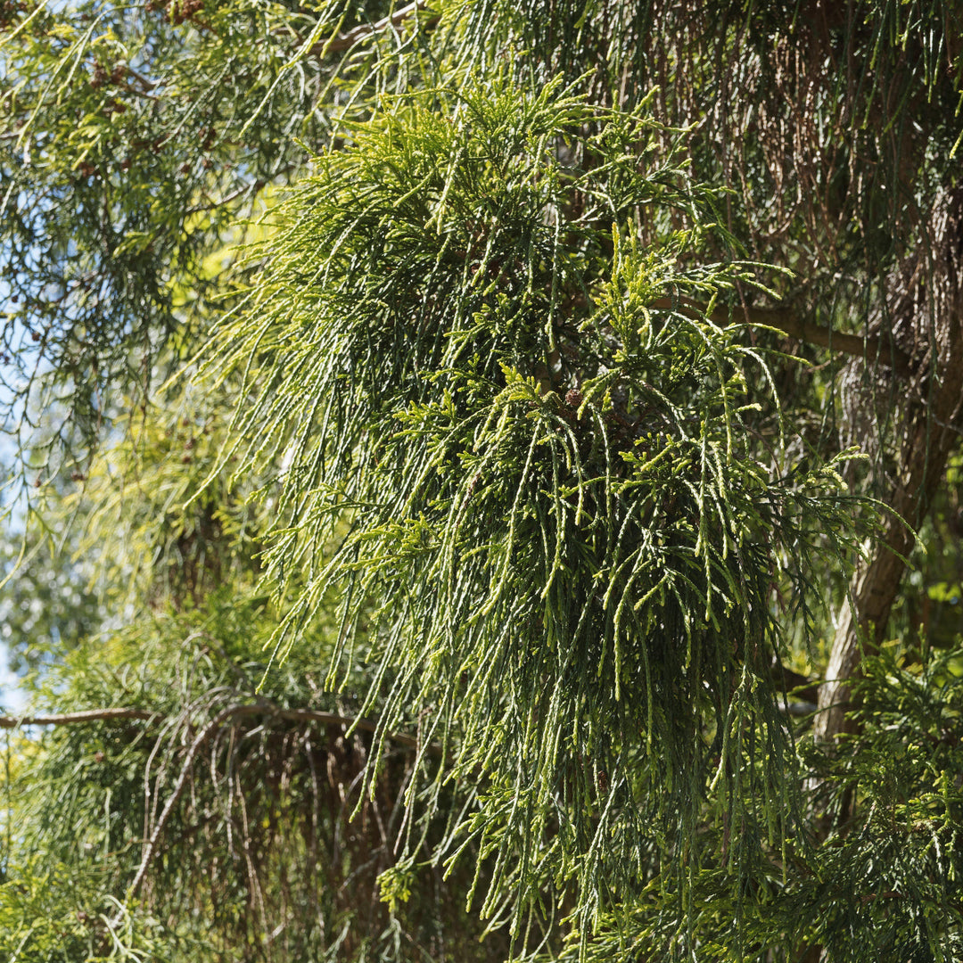 Chamaecyparis pisifera 'Aurea'  - Golden Sawara Cypress