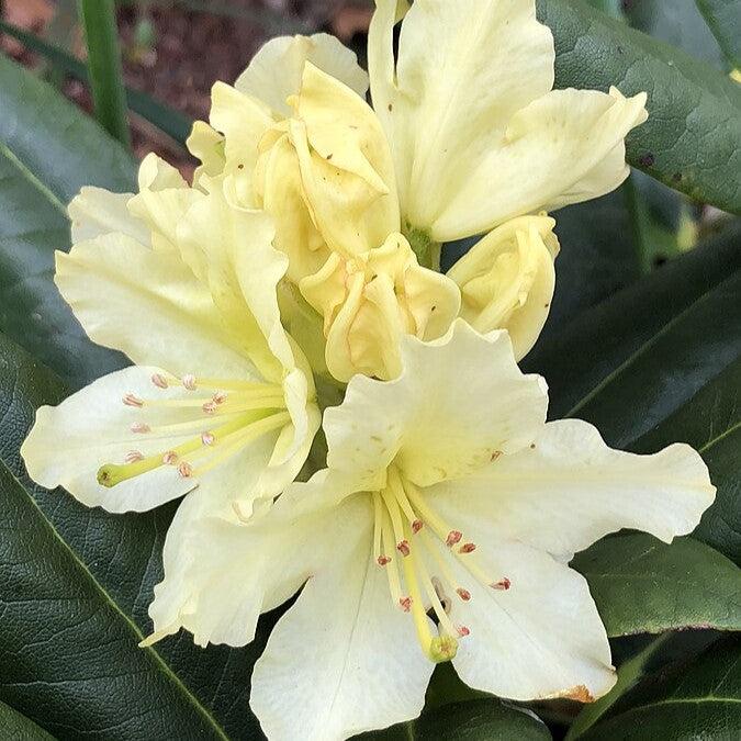 Rhododendron 'Capistrano'  - Capistrano Rhododendron