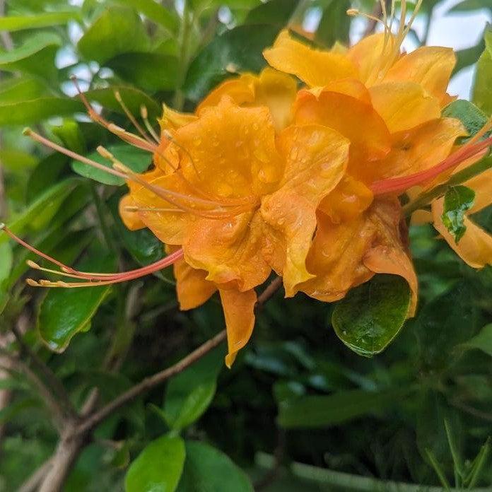 Rhododendron calendulaceum  - Flame Azalea